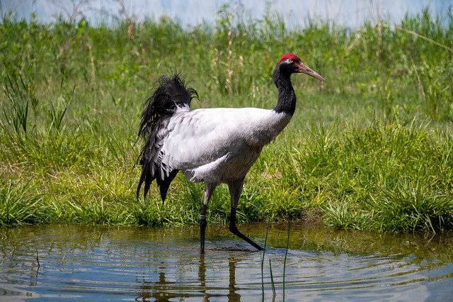 Educational things to do in Wisconsin Dells: International Crane Foundation