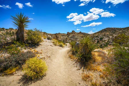 Lost Palms Oasis and 49 Palms Trails