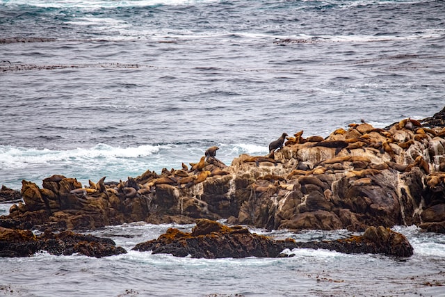  Sea Lion Point Trail in Point Lobos - Best Hikes In California