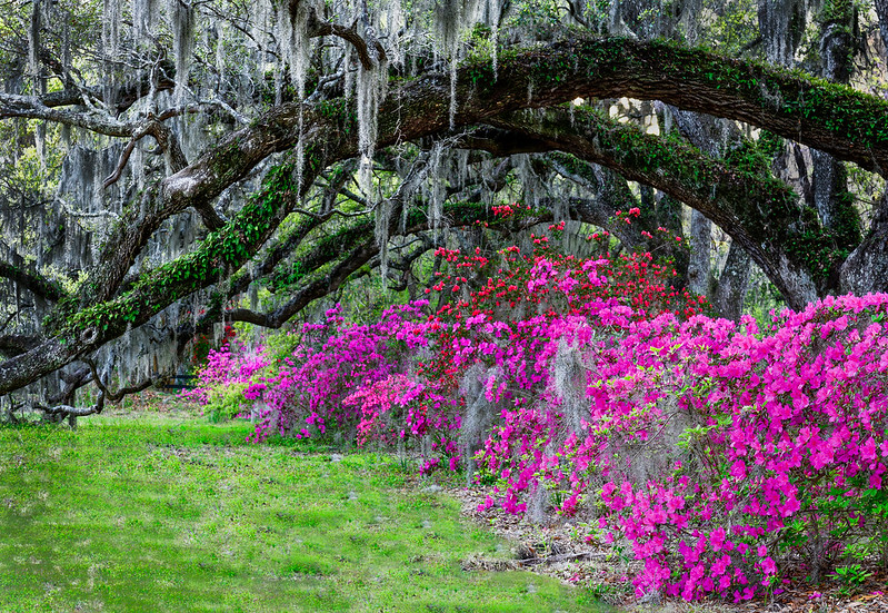 South Carolina Plantation Gardens - Things To Do In South Carolina